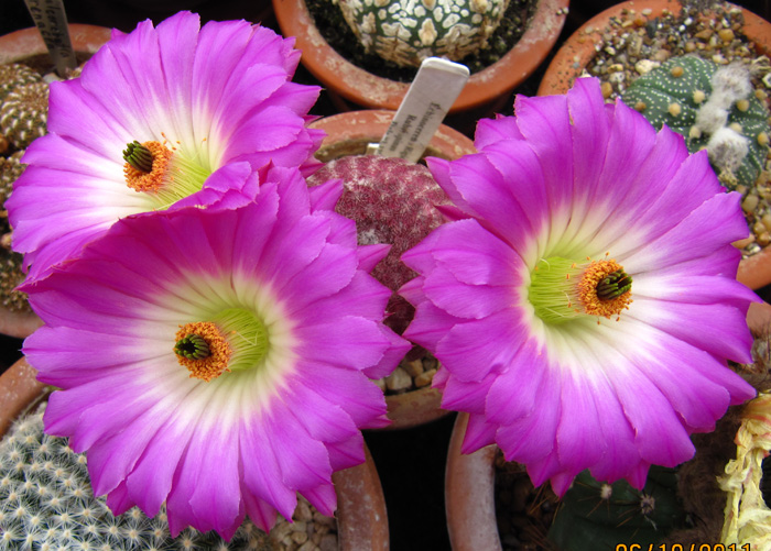 Echinocereus rigidissimus v. rubispinus in flower